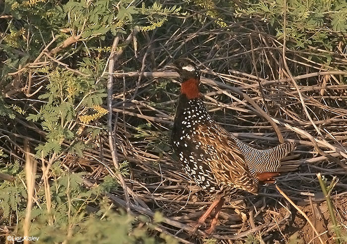    Black Francolin Francolinus francolinus                 , 2009.: 